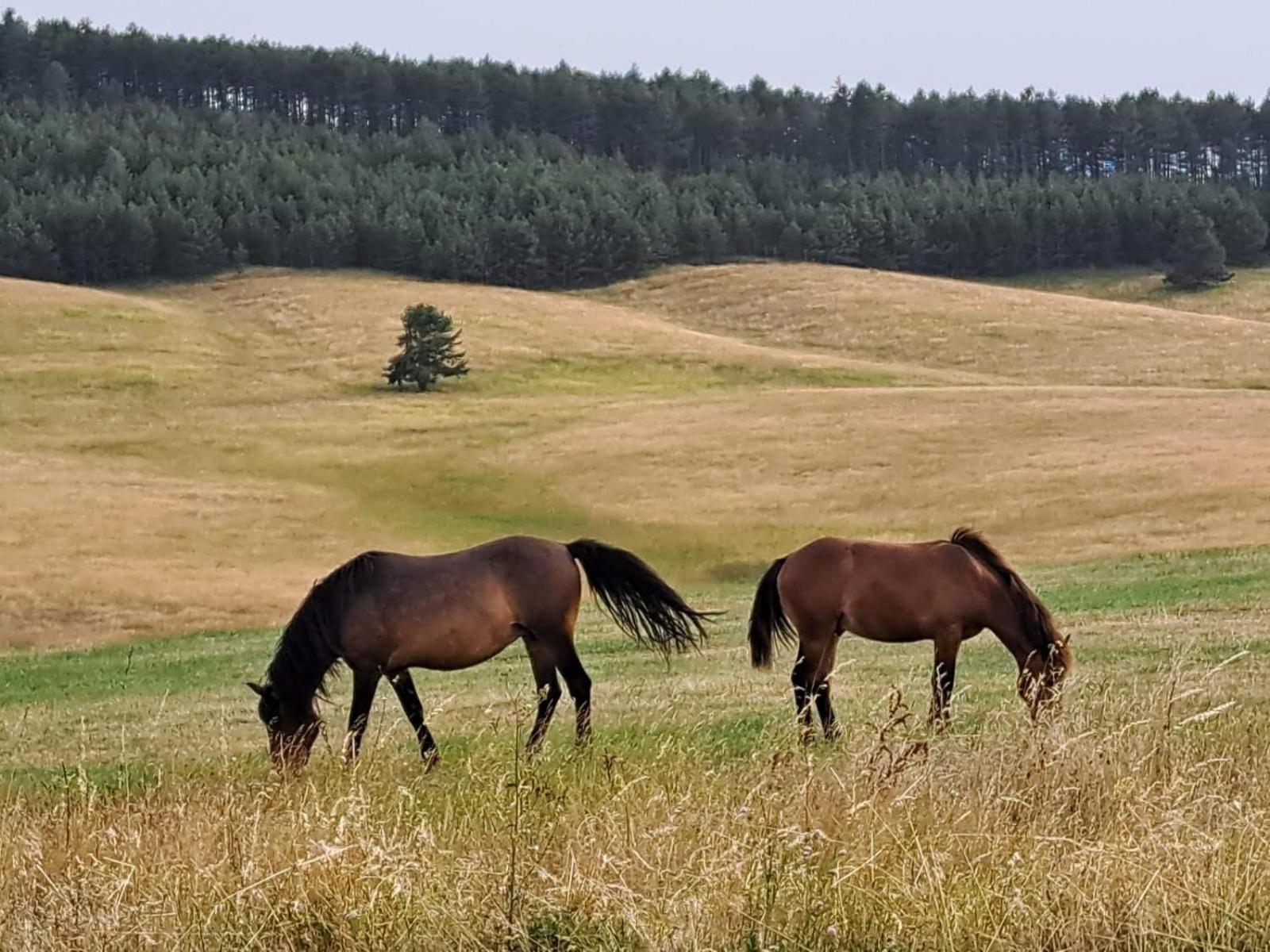 Apartman Nimfa Zlatibor Exteriér fotografie